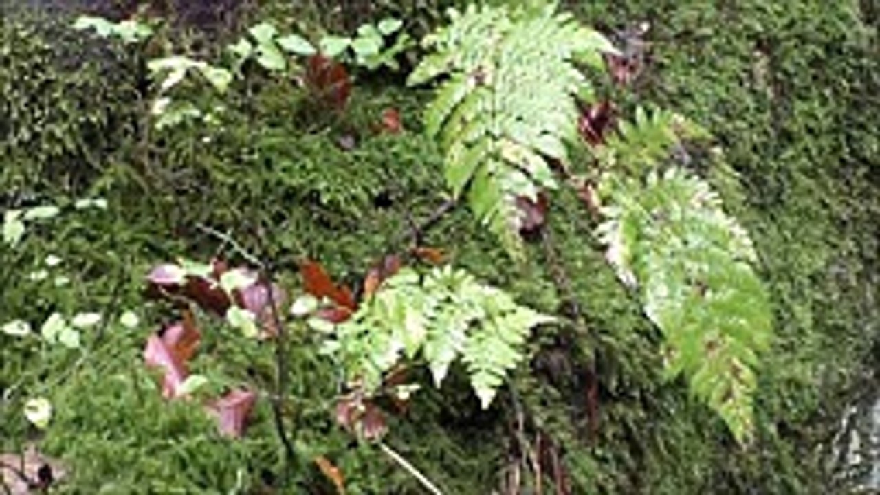 Nature Sounds Bigger Mountain Stream Water Flowing