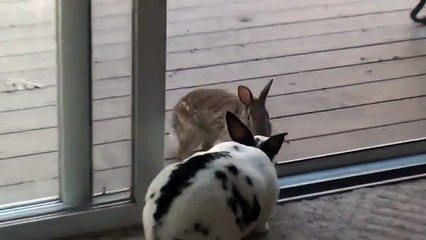 Wild rabbit meets house rabbit and wants to join him inside