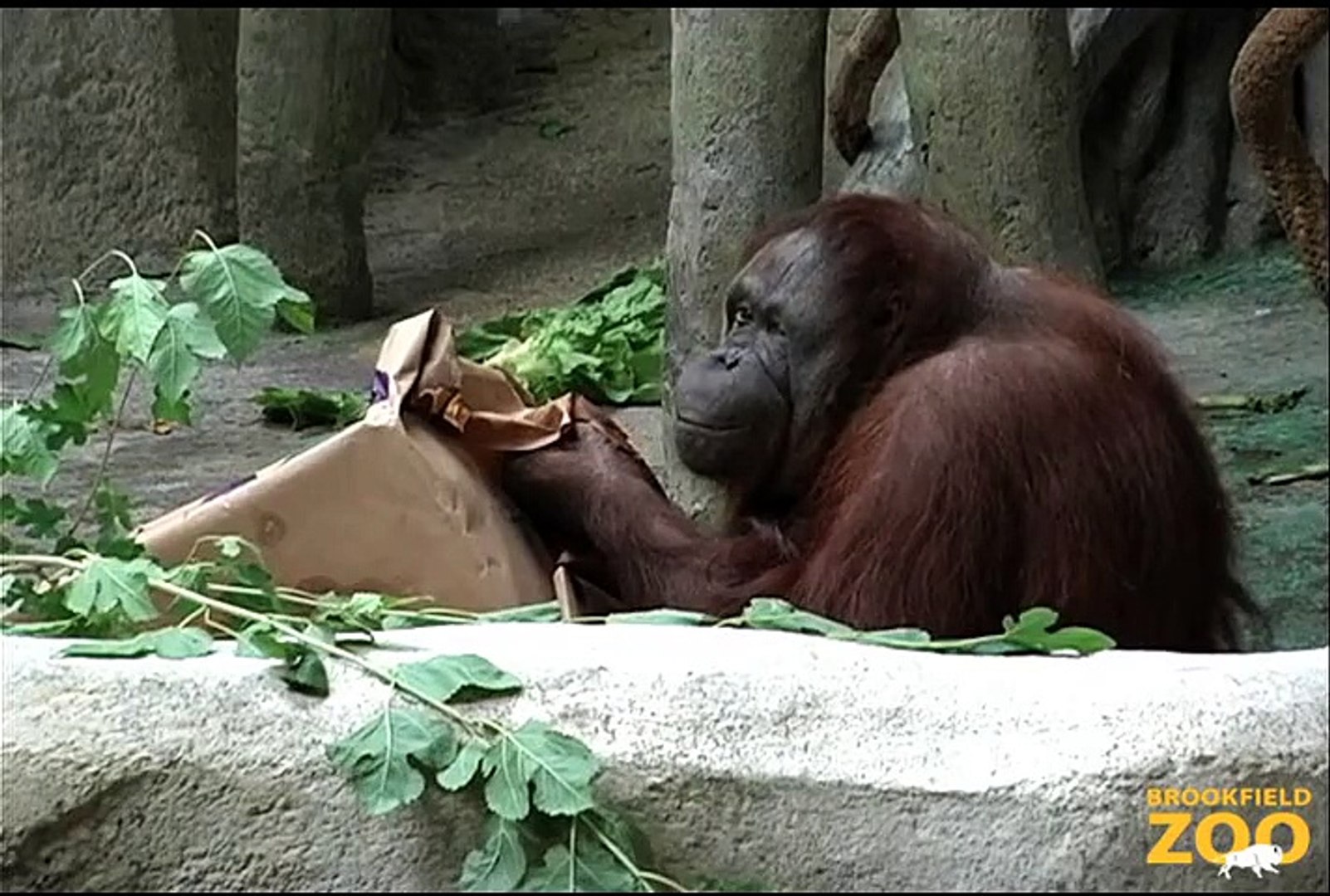 Maggie Orangutan Turns 50 Years Young