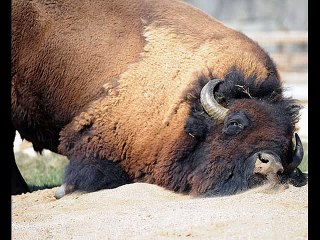 Great Bear Wilderness Opens May 8