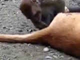 Maymun Köpeği Fena Kurcalıyor (En Acayip Videolar)
