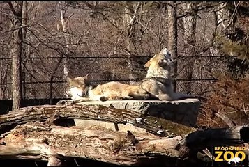 Howling Wolves at Brookfield Zoo