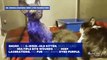 Buzz : Sauvé, un chaton maltraité et teint en bleu servait de jouet pour chien !