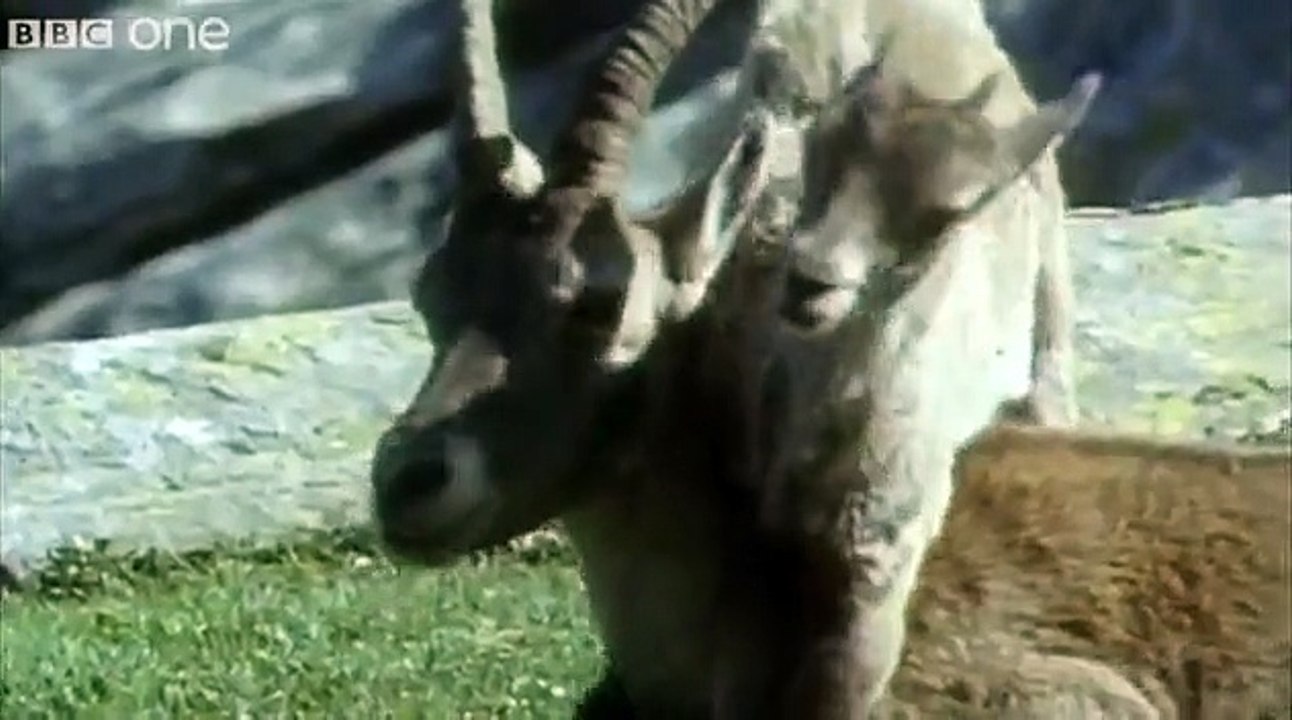 Funny Talking Animals Walk On The Wild Side Series 2 Episode 1 preview BBC One