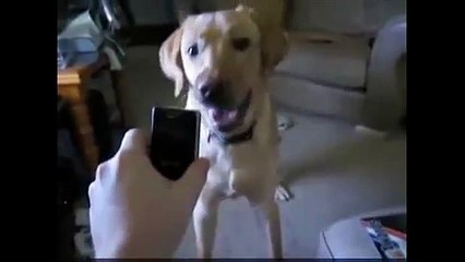 Animals Getting Scared Over Nothing