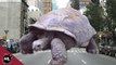 Worlds Largest Tortoise! Corey Wild - Ep. 25 : AnimalBytesTV