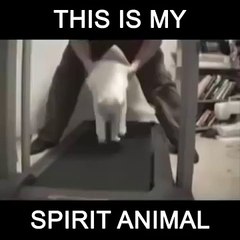this is my spirit animal funny cat video