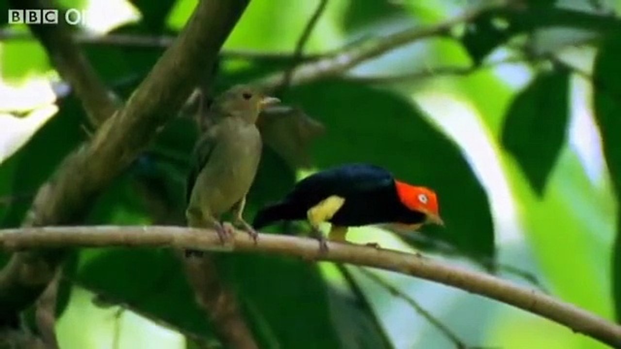 Funny Talking Animals Walk On The Wild Side Episode Six Preview BBC One