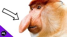 Monkey With A Penis Nose : 5 Weird Animal Facts - Ep. 34 : AnimalBytesTV