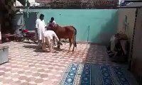 cow shot FUNNY CLIPS best FUNNY CLIPS 2016 FUNNY CLIPS so funny FUNNY CLIPS latest FUNNY CLIPS very funny FUNNY CLIPS bo