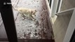 Golden retriever puppy sees snow for the first time
