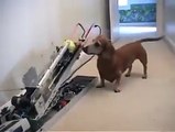 dog play funny FUNNY CLIPS best FUNNY CLIPS 2016 FUNNY CLIPS so funny FUNNY CLIPS latest FUNNY CLIPS very funny FUNNY CL
