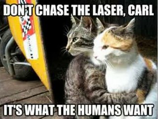 Funny Cat Memes 2014 Animal Memes