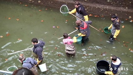 Mise à sec du canal Saint-Martin. Episode 3 : les poissons du Canal Saint Martin déménagent