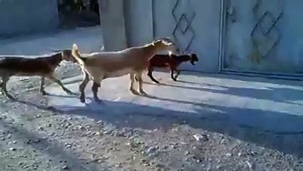 inteligence FUNNY CLIPS best FUNNY CLIPS 2016 FUNNY CLIPS so funny FUNNY CLIPS latest FUNNY CLIPS very funny FUNNY CLIPS