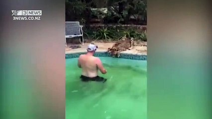 You're in a pool at a camp in a South African national park. A cheetah comes up beside you and starts drinking the pool