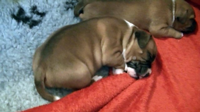 27ème vidéo Les chiots de STAFFORDLAND font de gros câlins à maman