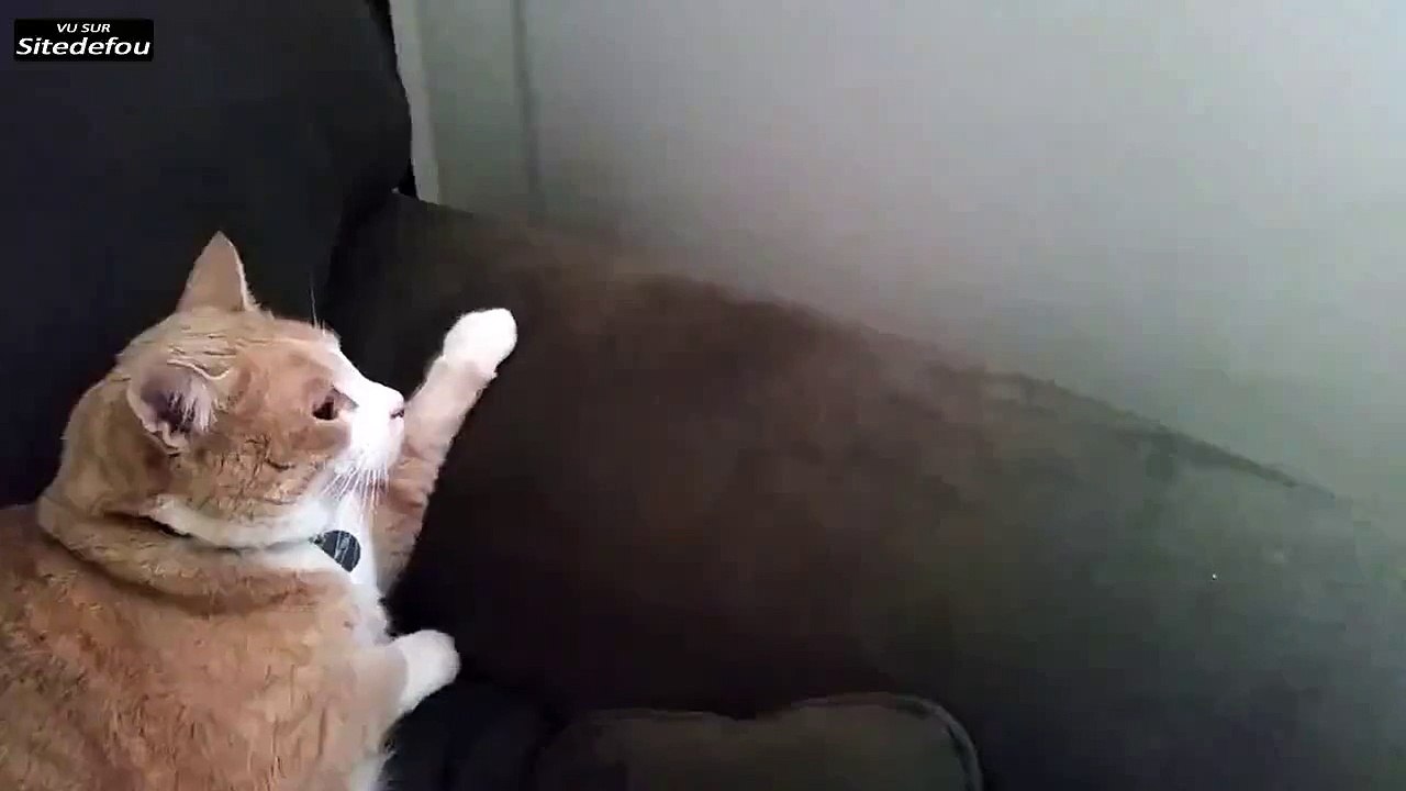 Face à face entre deux chats
