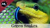 Green Snakes! Corey Wild - Ep. 22 : AnimalBytesTV