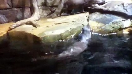 Z57 presents Playful Otters