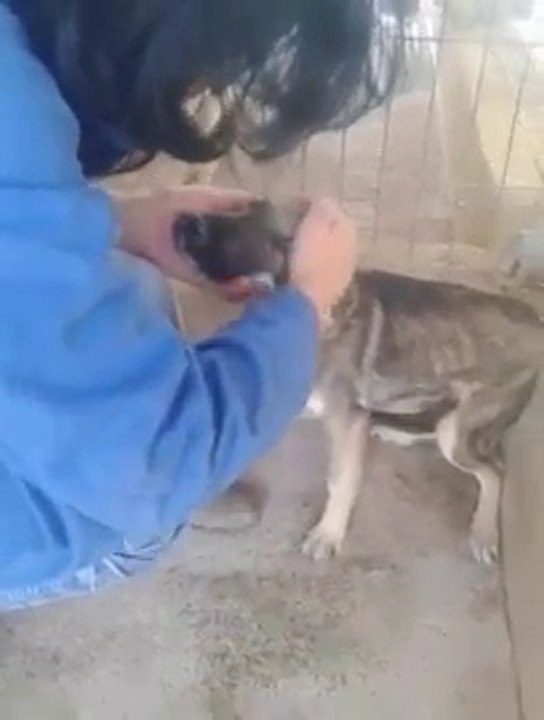 Les cris d'angoisse de ce chien qui reçoit ses premières caresses...lui qui a été battu toute sa vie