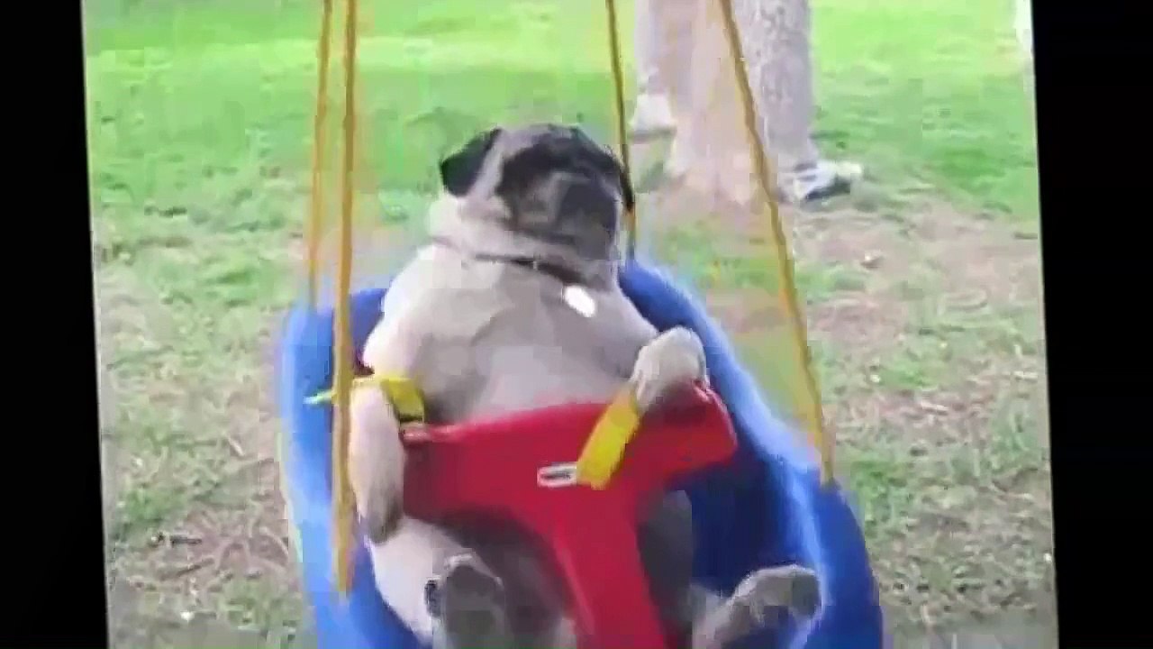 Nuevos Videos Graciosos de Gatos y Perros Compilación De 2015 Divertidos Animales de la parte 25