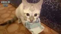 Gatos divertidos robar dinero Compilación - Viernes Negro 2015 Edición