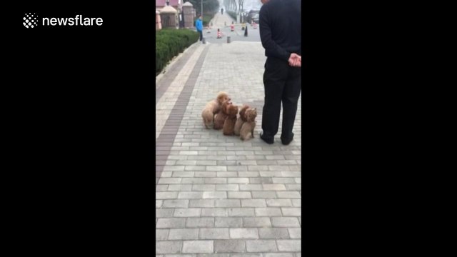 Man trains five dogs like soldiers on China street