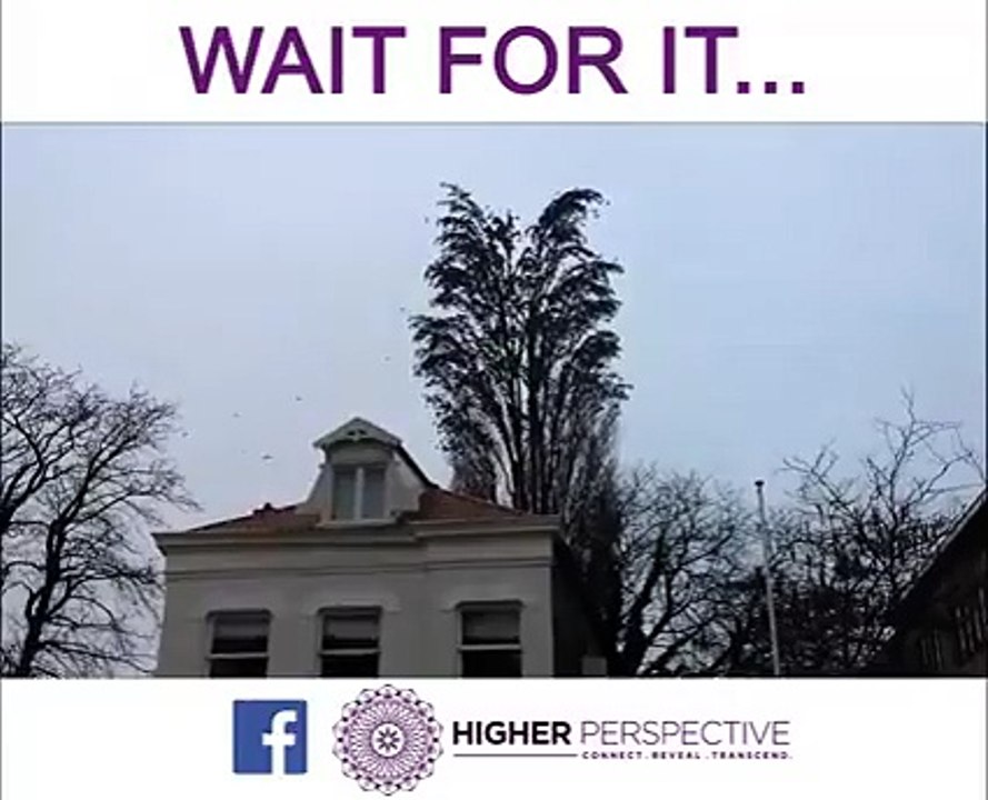 Amazing flight sequence by birds