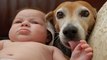 Perritos lindos y perros juegan con Compilación bebés 2015 [NUEVA EDICIÓN HD]