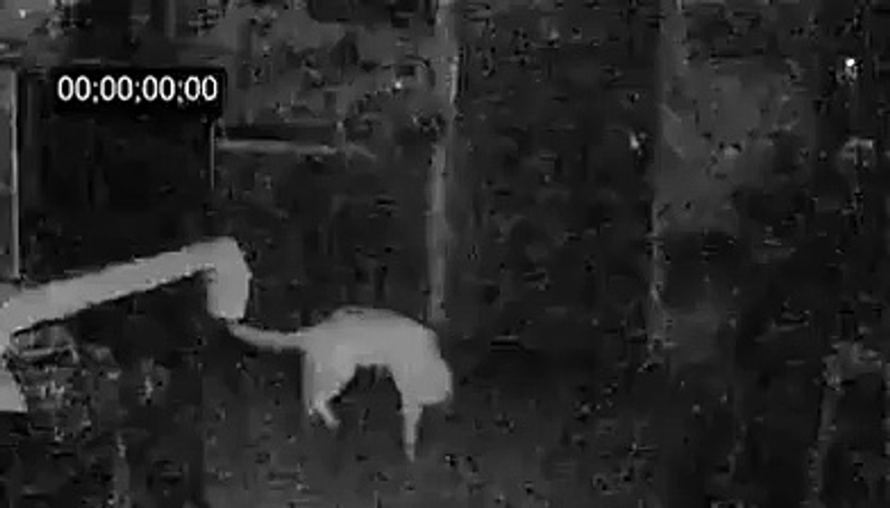 Sobrenatural Gato levitando