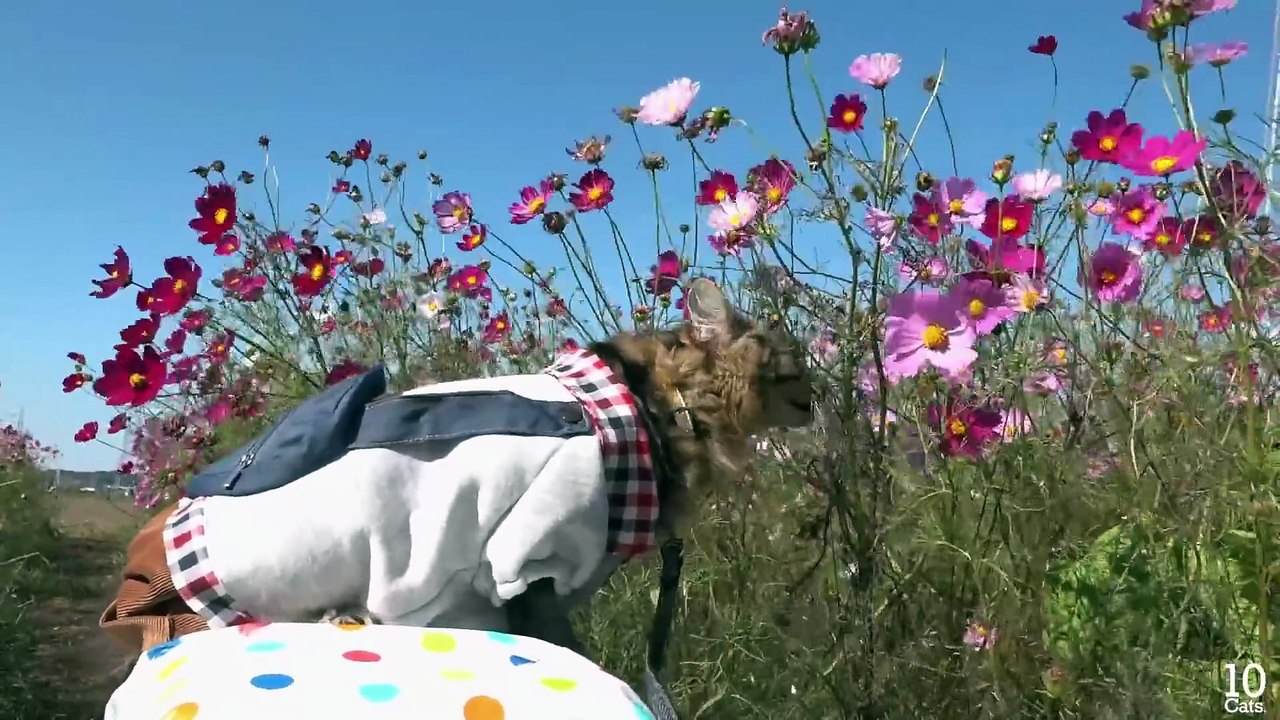 Cat Osamu go for a stroll at Cosmos Flower Garden