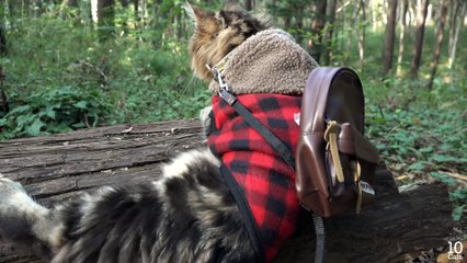 Cat Osamu Goes For A Walk