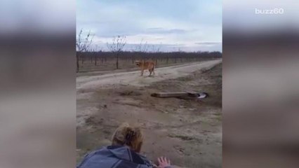 Rescuers post to jerk who abandoned their dog on dirt road goes viral