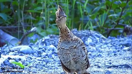 NINJA GROUSE - I AM A ROCK