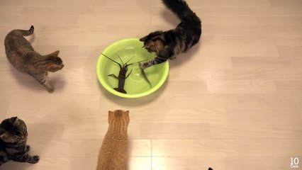 Japanese spiny lobster vs Cat
