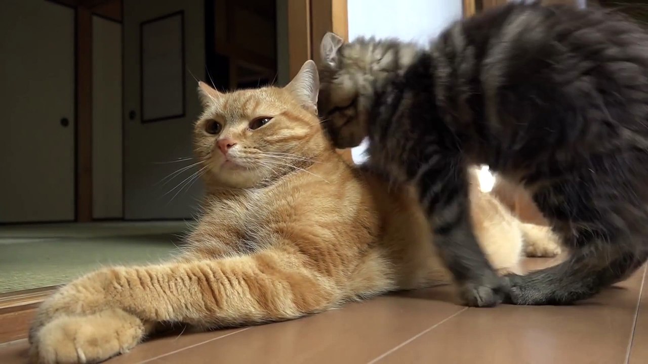 Kitten Osamu Interfering 9 Cats