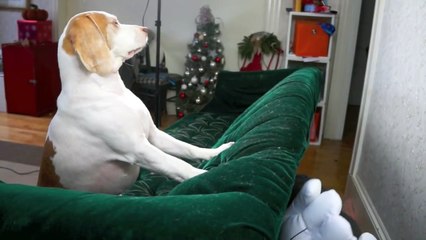 Dog vs. Giant Cartoon Hands: Cute Dog Maymo