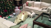 Un chien tout foufou ouvre son cadeau pour Noël : son propre maître !
