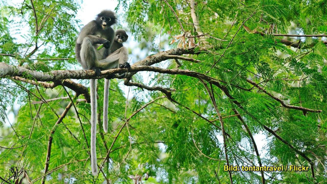 Reise TV: Thailand - Dänemark - Tunesien