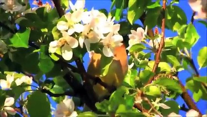 Masako's Summer Dance - Official Music Video - Dick Kait & LesleyTheBirdNerd