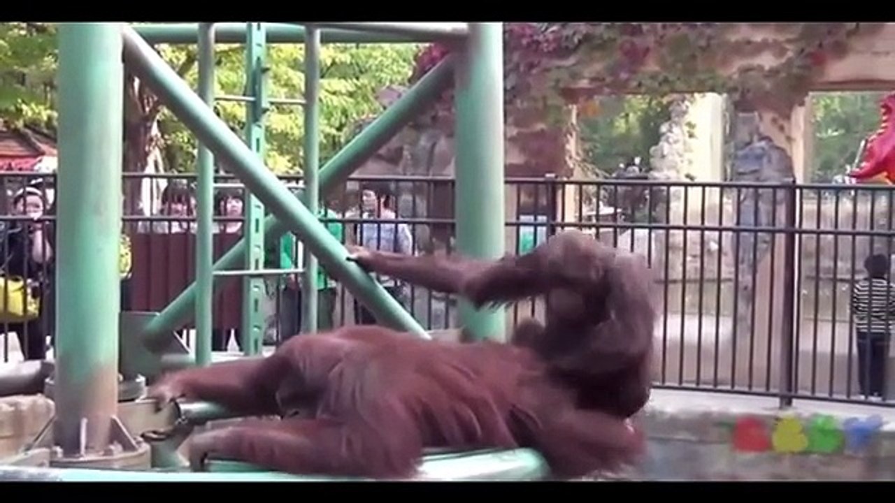 Best Monkey Compilation 2016 HD