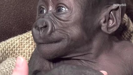 This baby gorilla getting her first physical will be the cutest thing you see all day