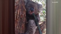 Here's a koala drinking water out of a hose