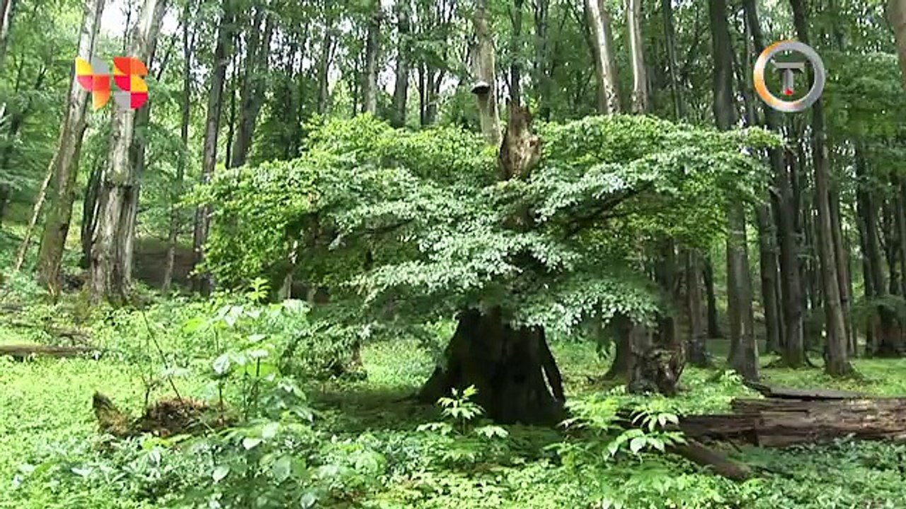pohon berjalan (hobbit)