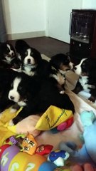 bebes de jade et jerlin au domaine du lanthenay