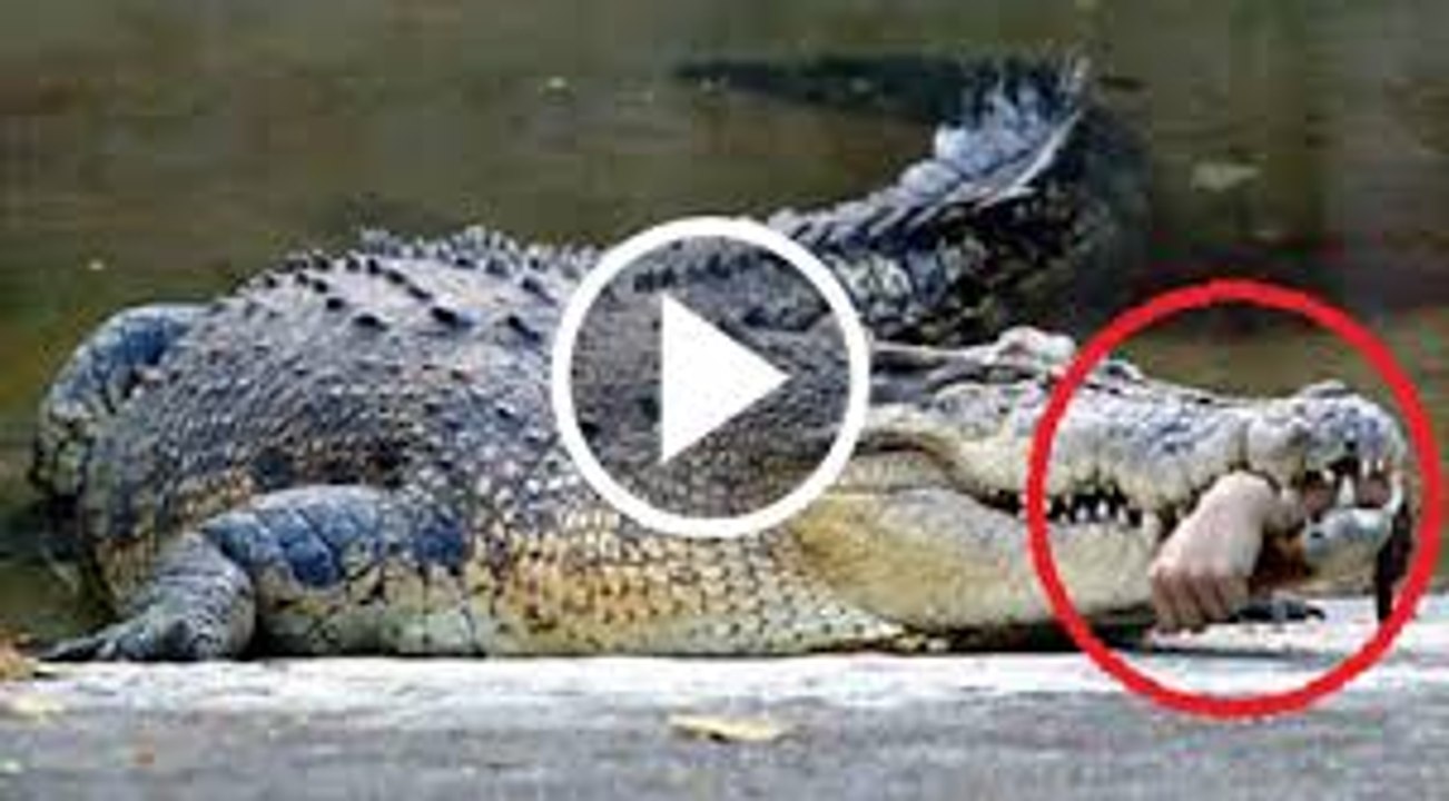 Biggest Crocodile Eats A Girl Alive - video Dailymotion