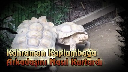 Hero Turtles Rescued a Friend