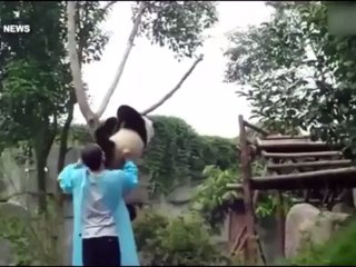 Panda asks for hug to get down from tree