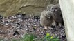 Cute and Funny Owls and Owlets Compilation - Funny Animals Channel